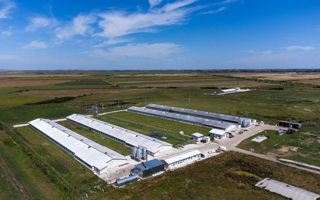 Ferma de pui Frango Farm